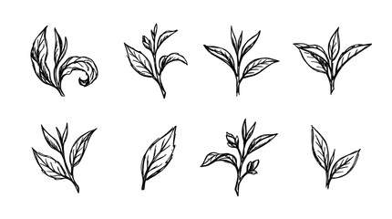 Obraz premium tea leaf, bold style black Hand drawn set collection , white background , vector isolate