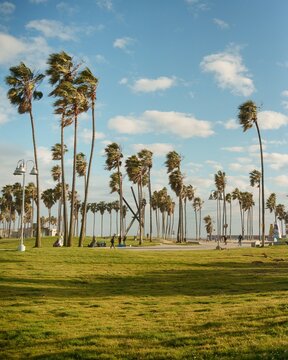 Palm trees in Venice Beach, Los Angeles, California