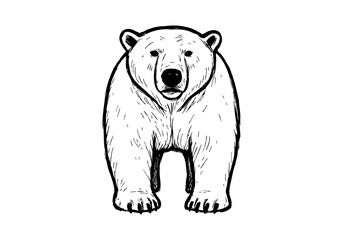 polar bear hand drawn simple sketch vector illustration