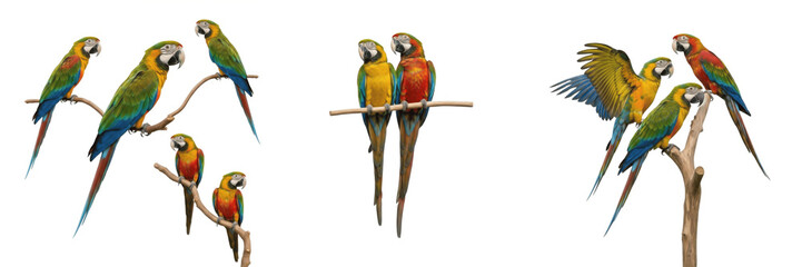 Set of Colorful Macaw Parrots Perched on Branches Isolated on White Background PNG © Ganesha
