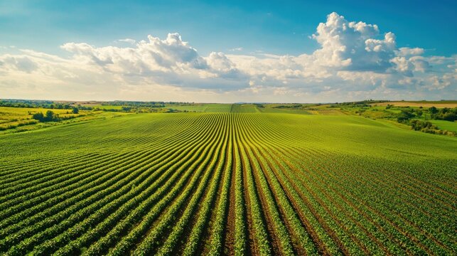 Aerial view of expansive farmland with neat rows of crops stretching toward the horizon under a vibrant blue sky