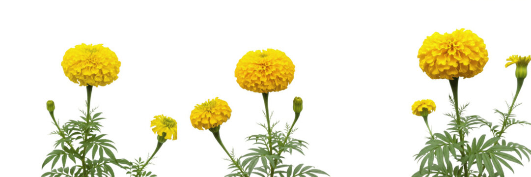 Set of Yellow Marigold Flowers with Green Leaves PNG, Traditional Indian Genda Phool Isolated on Transparent Background