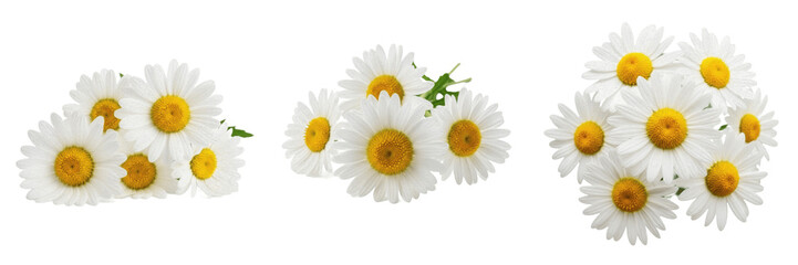 Obraz premium Set of White Daisy Flower Bouquets PNG, Chamomile Blossom Clusters Isolated on Transparent Background