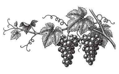 Fototapeta premium grapevine branch with ripe grape clusters and large leaves vintage engraving illustration
