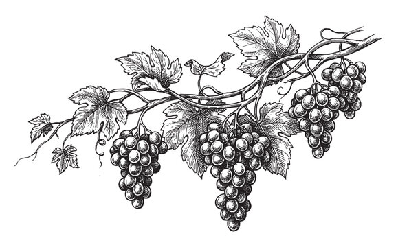 grapevine branch with ripe grape clusters and large leaves vintage engraving illustration