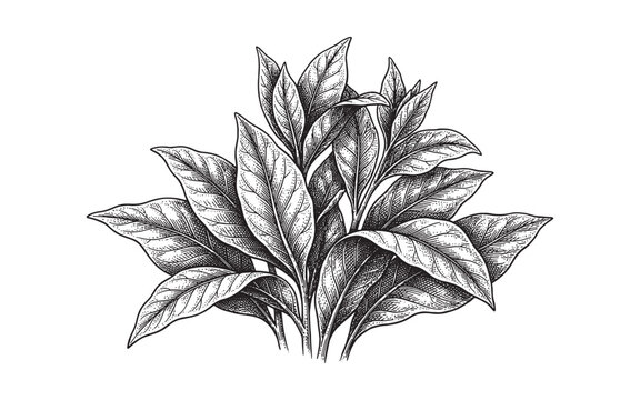 fresh tobacco leaves vintage engraving illustration
