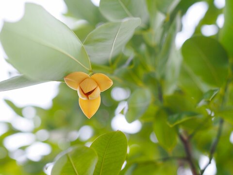 The white cheesewood flowers are on the  white cheesewood  tree. They look beautiful and have a delicate fragrance.