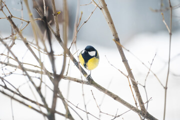 A little tit sits on a tree branch and looks into the frame, against a background of snow © ganusik1304