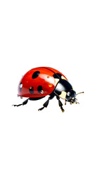 Ladybug on a Clean White Background