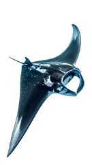 Manta Ray Gliding Gracefully in Calm Waters