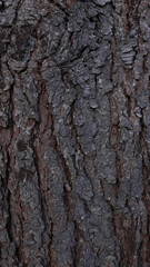 Fototapeta premium Tree bark surface texture natural background close view