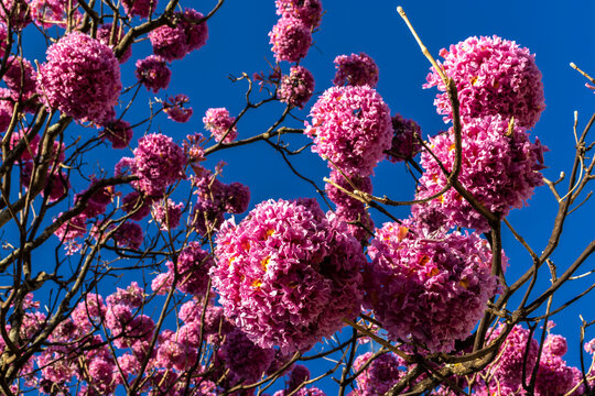 Pink Ipe with scientific name Handroanthus heptaphyllus in Brazil. Close up of beautiful Pink Trumpet Tree , Tabebuia rosea in full bloom