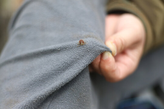 服に嚙みついたマダニ