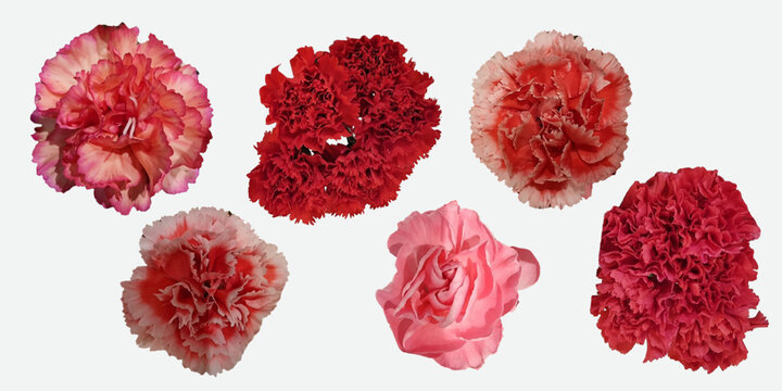 Floral International Womens Day with red carnation element set. Elegant feminine design for posters, greeting cards, invitations, social media content. Vector illustration on white background