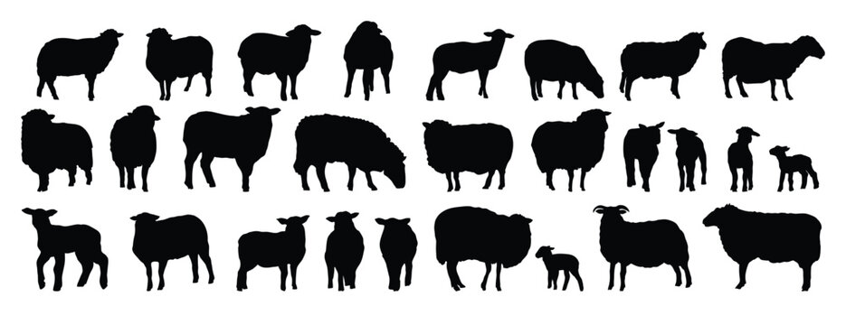 sheep silhouette set. sheep and lamb isolated farm animal silhouette icon vector collection