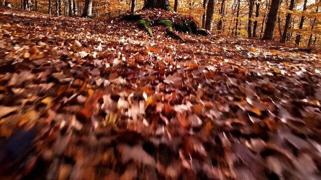 A ground-level view of a forest path covered in fallen autumn leaves