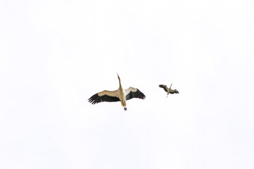 Fototapeta premium Two storks (Ciconia ciconia) against a white sky background. Storks passing through Istanbul during spring migration. Bird, animal idea concept. Nature. Ornithology.
