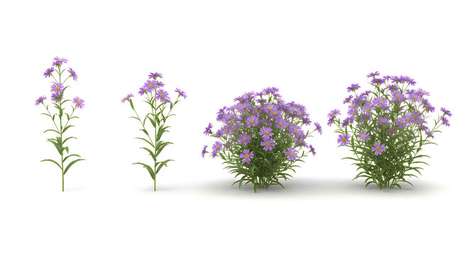 Isolated purple aster flowers in different growth stages, from single stems to full bush render.