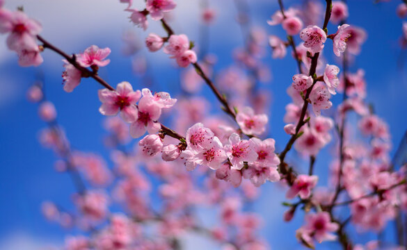 pink flowers in spring against a background of blue sky