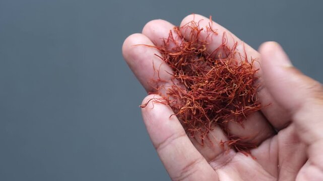 Person holding premium red saffron stigmas in palm against blue background