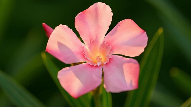 Close-up of a pink oleander flower in natural sunlight
