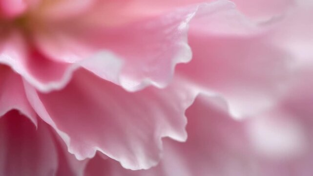 Delicate Edge of a Cherry Blossom Petal