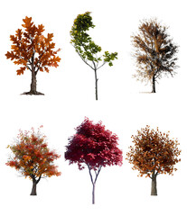 Seasonal tree variations in different colors and styles ending with the phrase isolated on white background