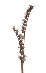 Obraz premium Beautiful dried hyoscyamus flowers isolated on white background