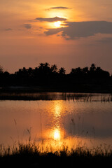 Golden Sunset Reflection Over Tropical Rice Field with Palm Tree Silhouettes