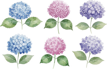 アジサイの水彩風イラストセット
