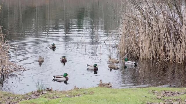 There are ducks swimming on the lake. Five Mile Lake Park, Washington state