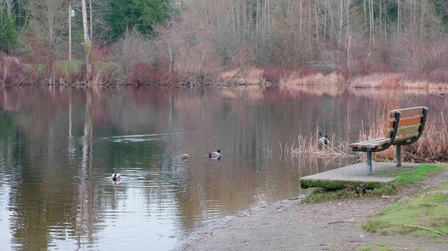 There are ducks swimming on the lake. Five Mile Lake Park, Washington state