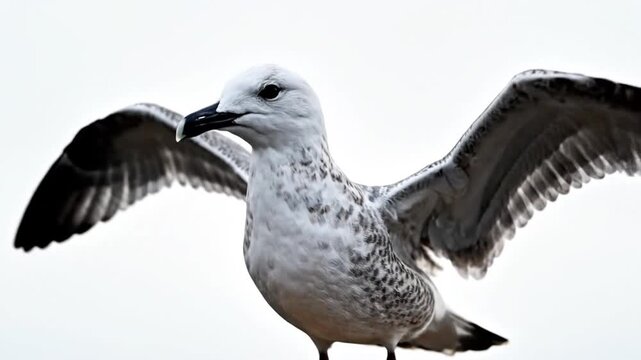 A close-up shot of a seabird with wings spread against a white background, capturing its detail