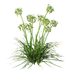 Flowering bush isolated on transparent background. Flowering shrub isolated on transparent background. Side view flower bush shrub isolated on white background. Flowering bush PNG. Flowering shrub PNG