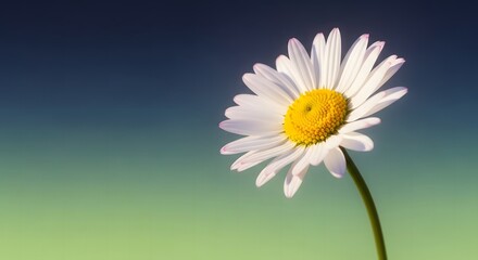 Naklejka premium A lone white daisy with yellow center against a gradient background