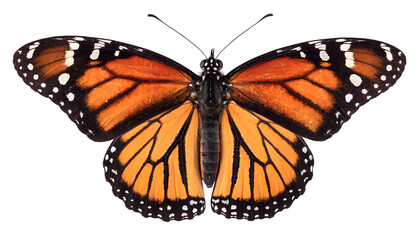 butterfly isolated on white background