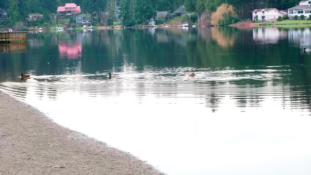 Five Mile Lake Park, Washington state 18.02.2026 - there are ducks swimming on the lake