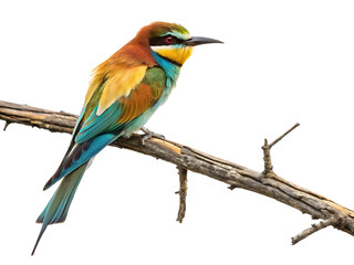 Obraz premium lilac breasted roller