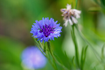 Obraz premium A blue flower with a purple center