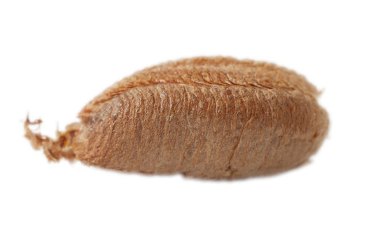A brown object on a white background. This is a caterpillar pupa