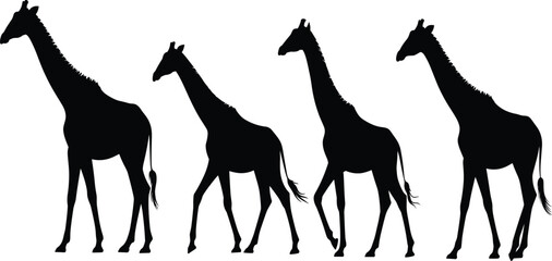 Giraffe silhouette vector set, wild african animal family walking, isolated black and white safari wildlife illustration © Majnur