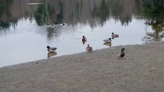 Five Mile Lake Park, Washington state, there are ducks swimming on the lake
