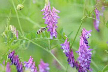 風に揺れるナヨクサフジ