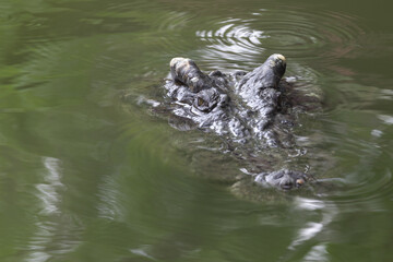 Fototapeta premium A crocodile is swimming in a body of water