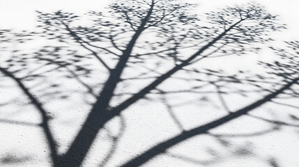 Shadow of a leafless tree with delicate branches casting an intricate silhouette on a textured white background.