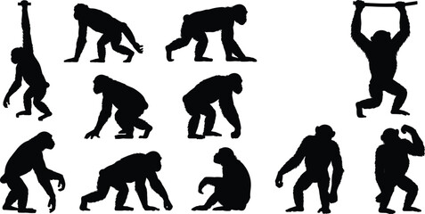 Chimpanzee and monkey silhouette collection in various poses, primate wildlife animal vector set isolated on white background © Ideasy Mind