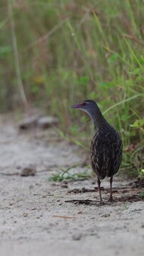 Vertical video, African crake on the road