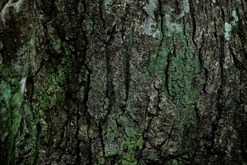 Fototapeta premium 苔むした樹皮
