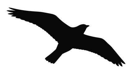 A silhouette of a bird in flight against a white background. isolated on white background, Vector