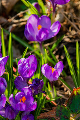 Purple crocuses emerge from the earth, brightening the garden as spring unfolds under warm sunshine